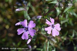 用含辛茹苦造句 含辛茹苦的意思 含辛茹苦的近义词同义词