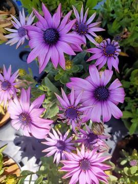 关于油菜花的优美句子