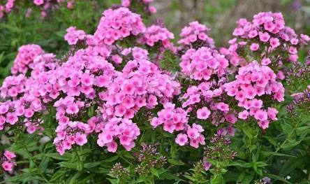 有关暗恋的经典语录 暗恋的唯美短句(精选60句)